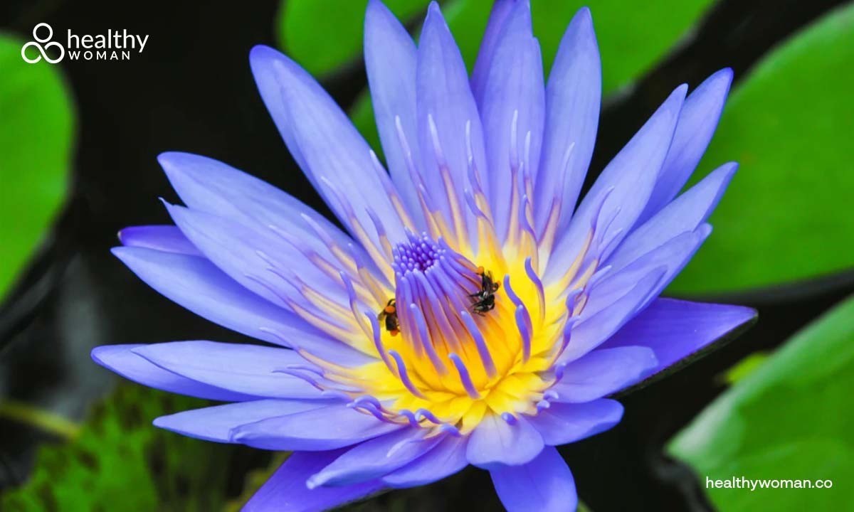 blue lotus flower effects